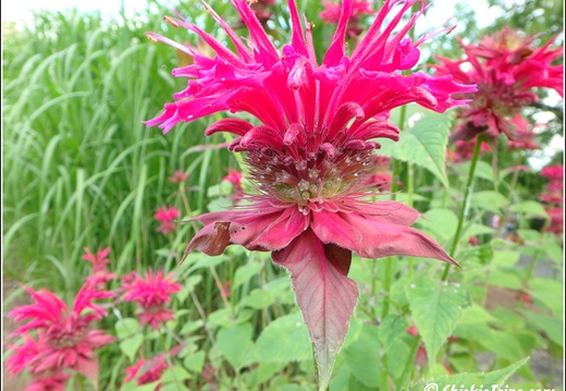Flowers 049