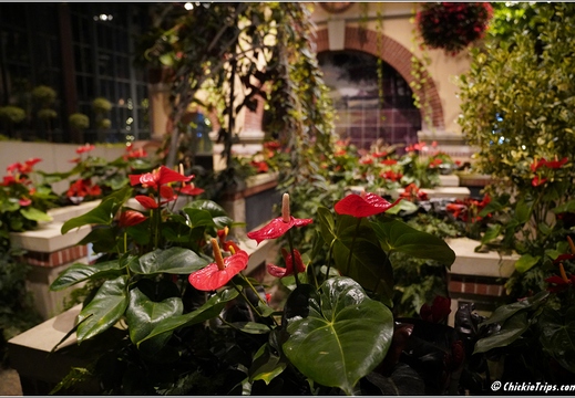 Pennsylvania - Longwood Gardens 2021 036