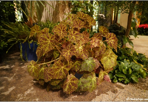 Pennsylvania - Longwood Gardens 2021 068