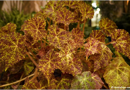 Pennsylvania - Longwood Gardens 2021 069