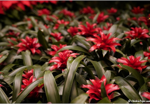 Pennsylvania - Longwood Gardens 2021 070