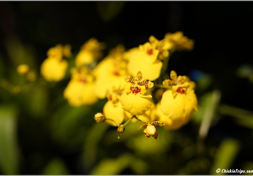 Pennsylvania - Longwood Gardens 2021 072