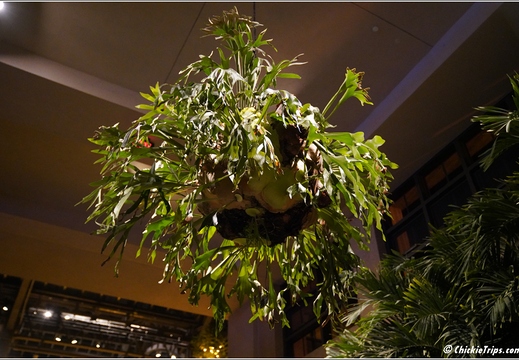 Pennsylvania - Longwood Gardens 2021 078