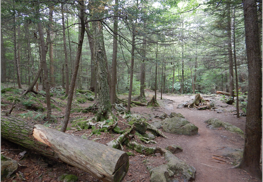 Ricketts Glen State Park 0040