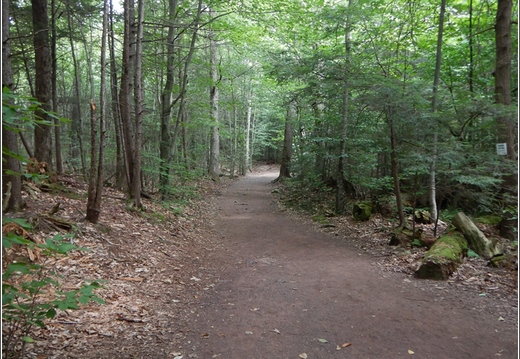 Ricketts Glen State Park 0043