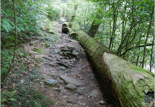 Ricketts Glen State Park 0053