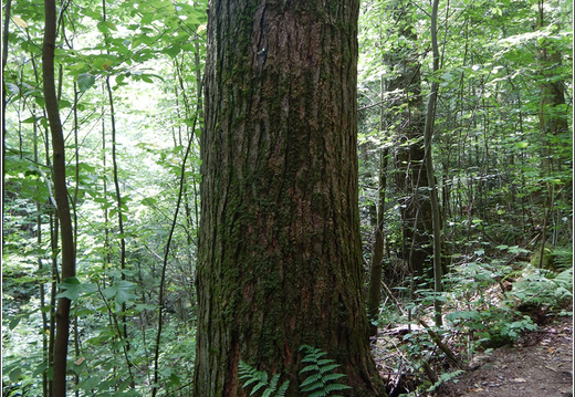 Ricketts Glen State Park 0059