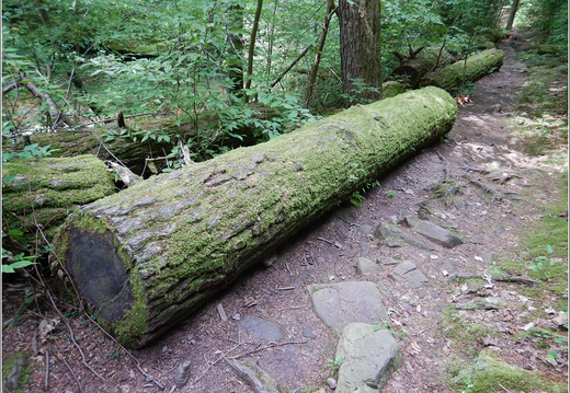 Ricketts Glen State Park 0061