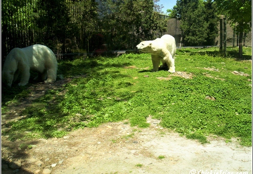 Philly Zoo 007