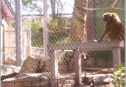 Philly Zoo 012