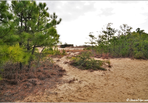 North Carolina - Outer Banks - Jockey Ridge State Park - Day 8 005