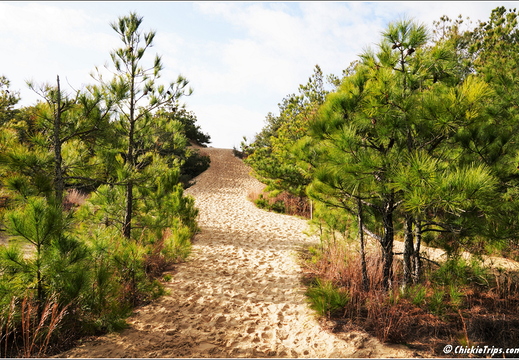 North Carolina - Outer Banks - Jockey Ridge State Park - Day 8 008