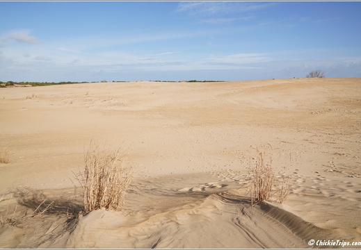 North Carolina - Outer Banks - Jockey Ridge State Park - Day 8 021