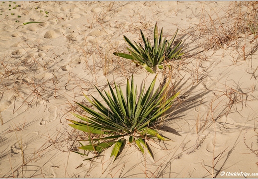 North Carolina - Outer Banks - Jockey Ridge State Park - Day 8 024