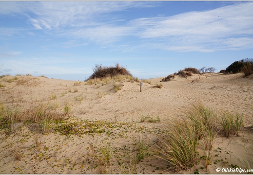 North Carolina - Outer Banks - Jockey Ridge State Park - Day 8 029