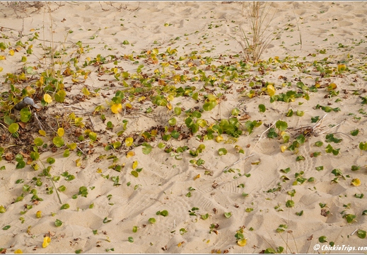 North Carolina - Outer Banks - Jockey Ridge State Park - Day 8 030