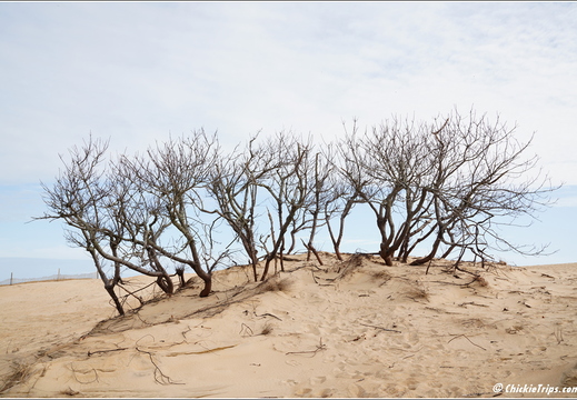 North Carolina - Outer Banks - Jockey Ridge State Park - Day 8 034
