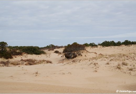 North Carolina - Outer Banks - Jockey Ridge State Park - Day 8 036