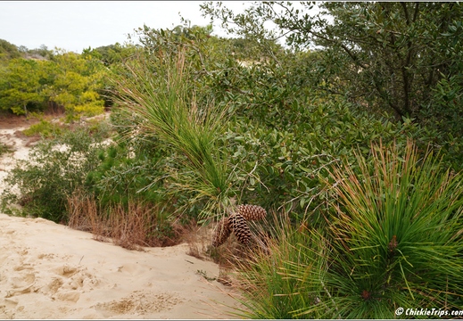 North Carolina - Outer Banks - Jockey Ridge State Park - Day 8 041