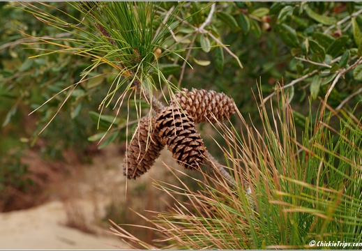 North Carolina - Outer Banks - Jockey Ridge State Park - Day 8 042