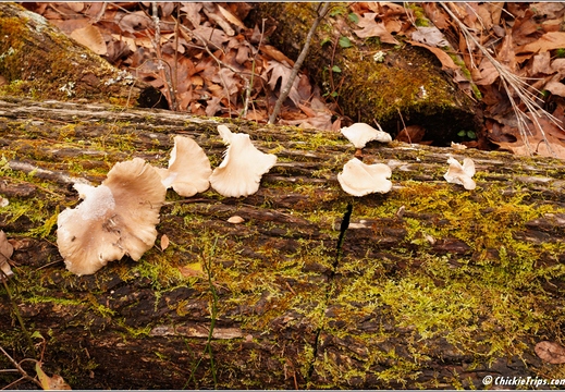 North Carolina - Raven Rock State Park - Day 7 078