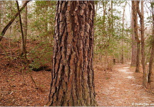 North Carolina - Raven Rock State Park - Day 7 081