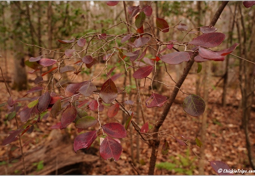 North Carolina - Raven Rock State Park - Day 7 083