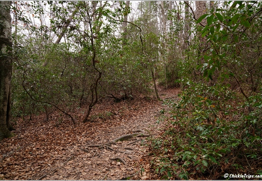 North Carolina - Raven Rock State Park - Day 7 103