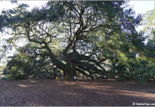 South Carolina - Angel Oak Tree Day 6 175