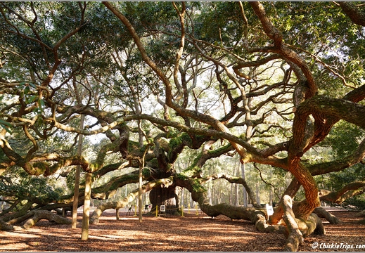 South Carolina - Angel Oak Tree Day 6 180