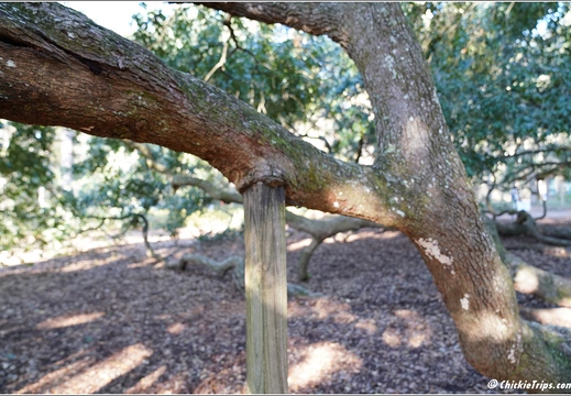 South Carolina - Angel Oak Tree Day 6 181