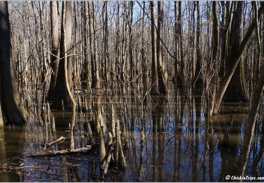 South Carolina - Congree National Park Day 5 208