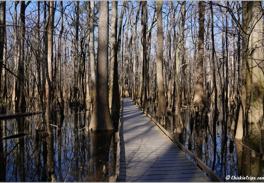 South Carolina - Congree National Park Day 5 212