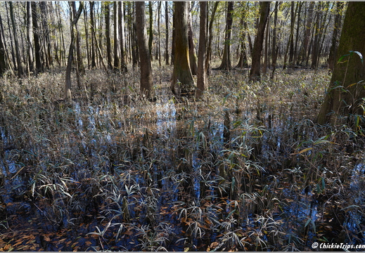 South Carolina - Congree National Park Day 5 217