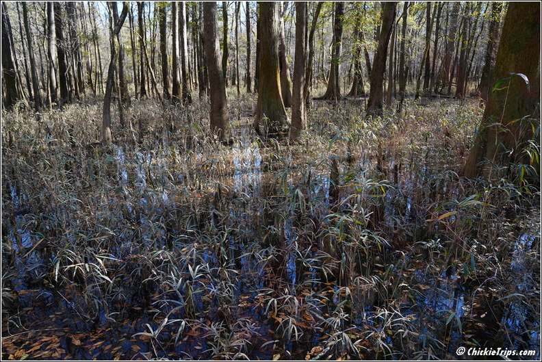 South_Carolina_-_Congree_National_Park_Day_5_217.jpg