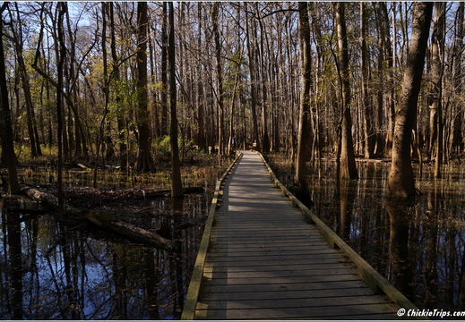 South Carolina - Congree National Park Day 5 224