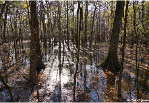 South Carolina - Congree National Park Day 5 236