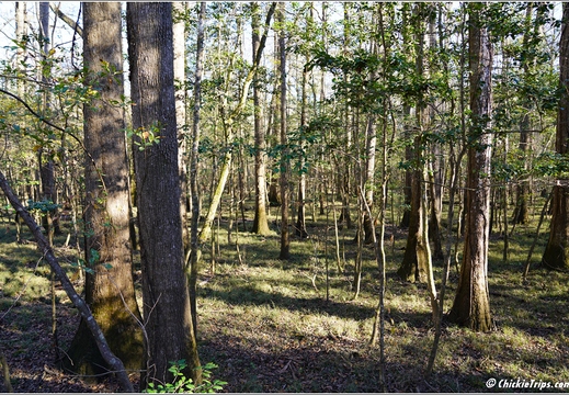 South Carolina - Congree National Park Day 5 245