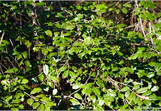 South Carolina - Congree National Park Day 5 254