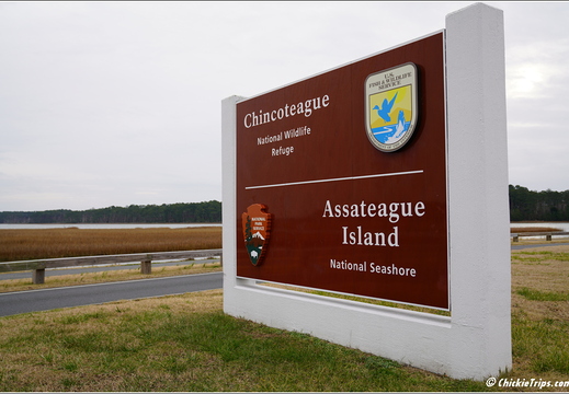 Virginia - Chincoteague National Wildlife Refuge - Day 9 259