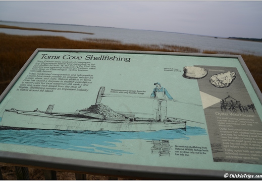Virginia - Chincoteague National Wildlife Refuge - Day 9 264