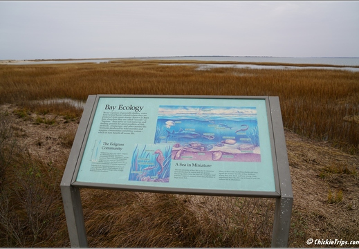 Virginia - Chincoteague National Wildlife Refuge - Day 9 266