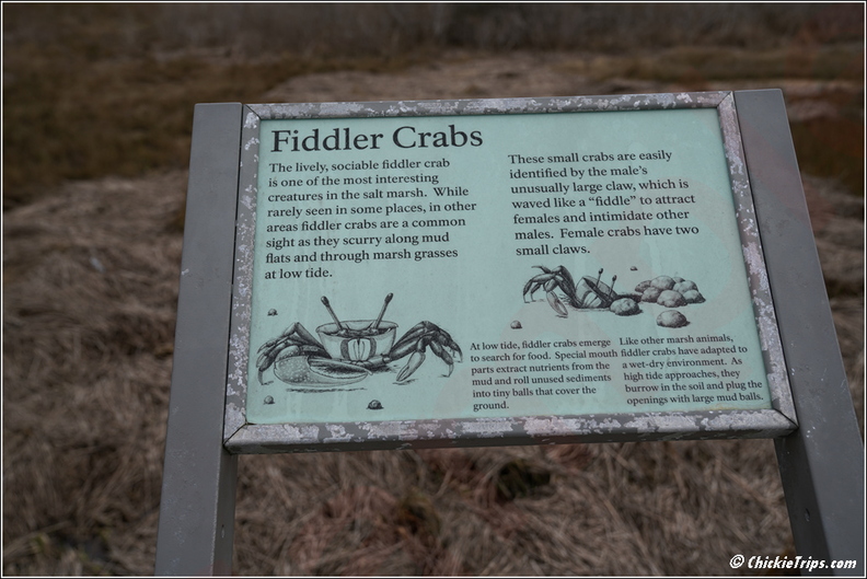 Virginia_-_Chincoteague_National_Wildlife_Refuge_-_Day_9_267.jpg