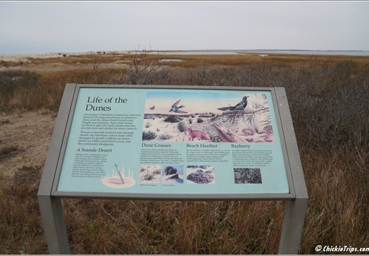 Virginia - Chincoteague National Wildlife Refuge - Day 9 268