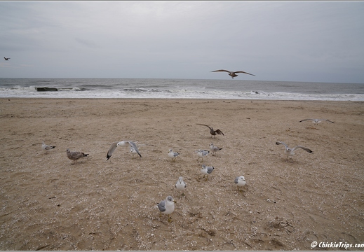 Virginia - Chincoteague National Wildlife Refuge - Day 9 271