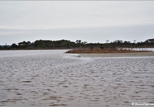 Virginia - Chincoteague National Wildlife Refuge - Day 9 274