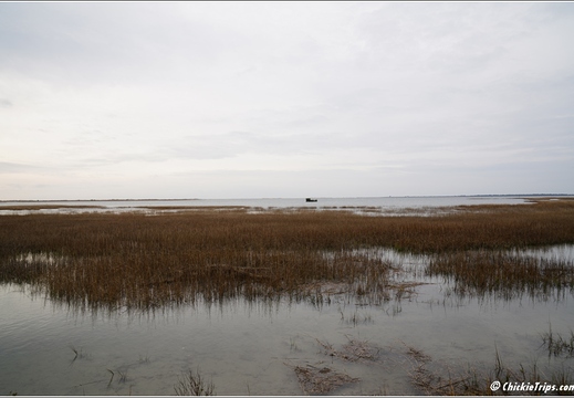 Virginia - Chincoteague National Wildlife Refuge - Day 9 276