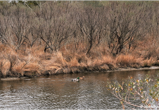 Virginia - Chincoteague National Wildlife Refuge - Day 9 277