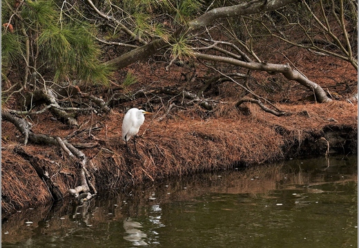 Virginia - Chincoteague National Wildlife Refuge - Day 9 278