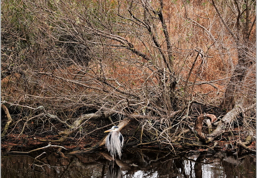 Virginia - Chincoteague National Wildlife Refuge - Day 9 282